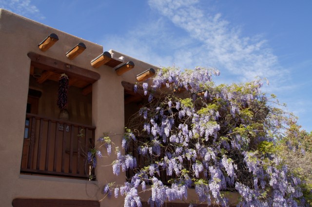 Adobe and wisteria, Santa Fe