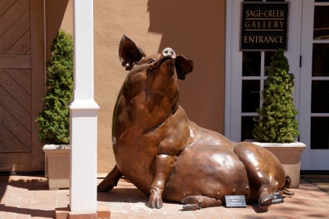 Truffles the Pig on Canyon Road