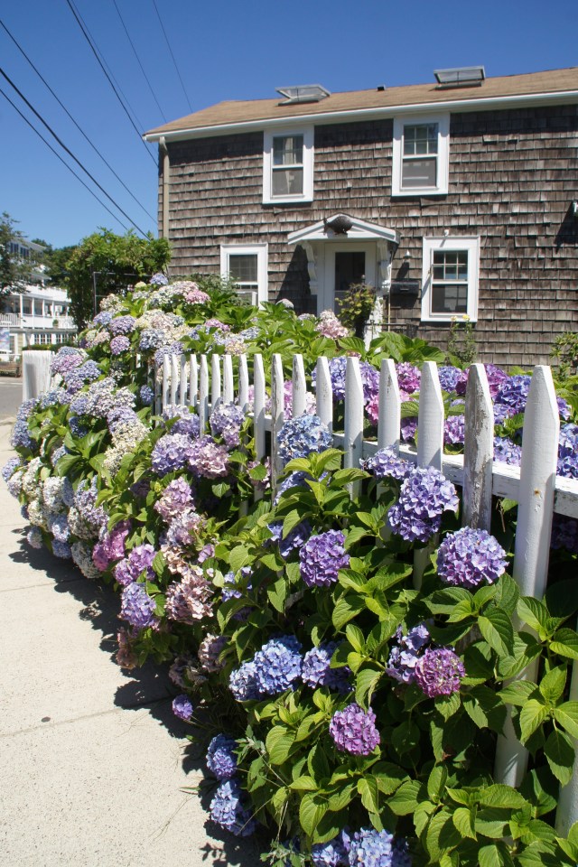 Hydrangeas in Rockport.