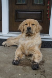 What?  Me digging?  I haven't been digging.  Spring for dog-lovers.