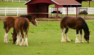 Gentle giants relax at the Clydesdale "prep school," Grants Farm in St. Louis.
