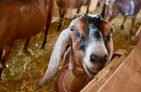goats in goat barn at Elderslie Farms in Kansas